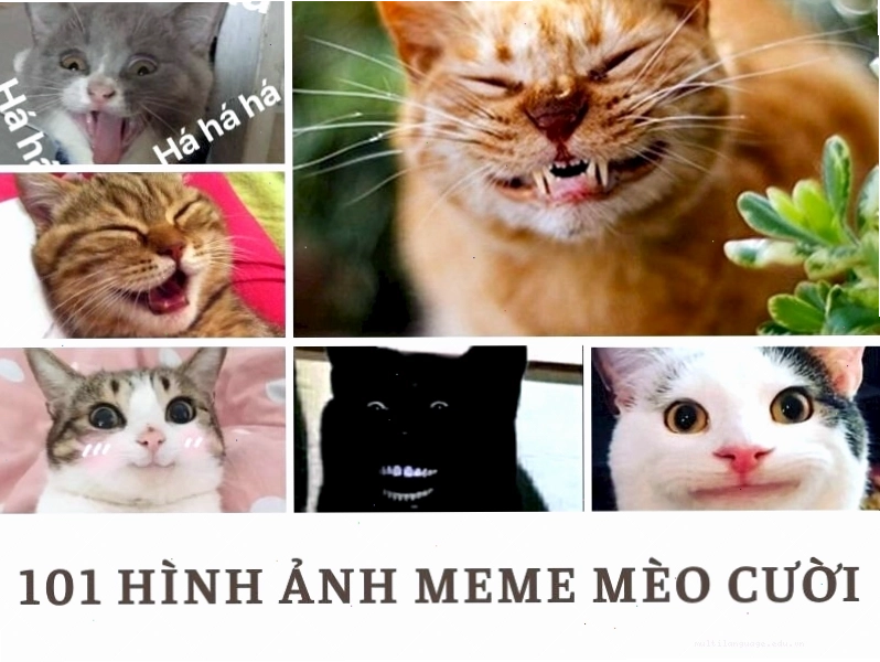 Meme mèo cười nhe răng thể hiện sự đểu cáng và nham hiểm