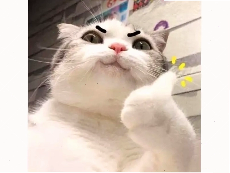 Meme mèo giấu mặt vào hai chân