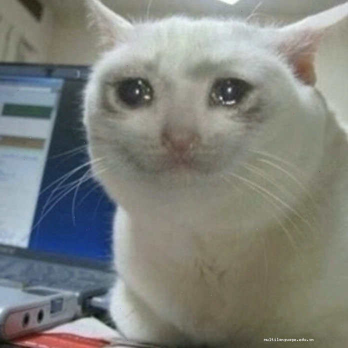 Meme mèo khóc cười đáng yêu