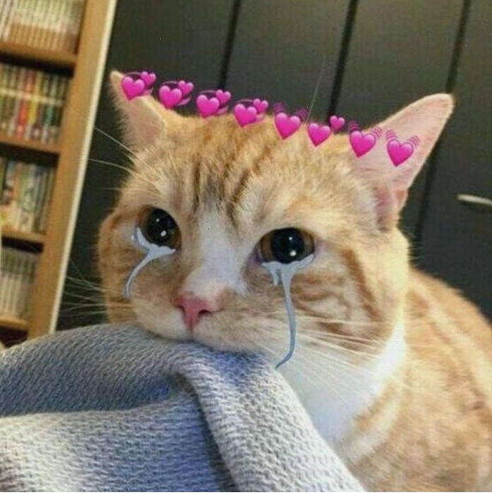 Meme mèo khóc cười với tông màu ấm áp