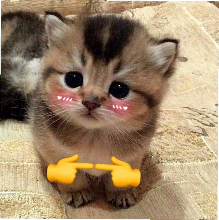 Meme mèo ngại ngùng với đôi mắt mở to và biểu cảm bối rối