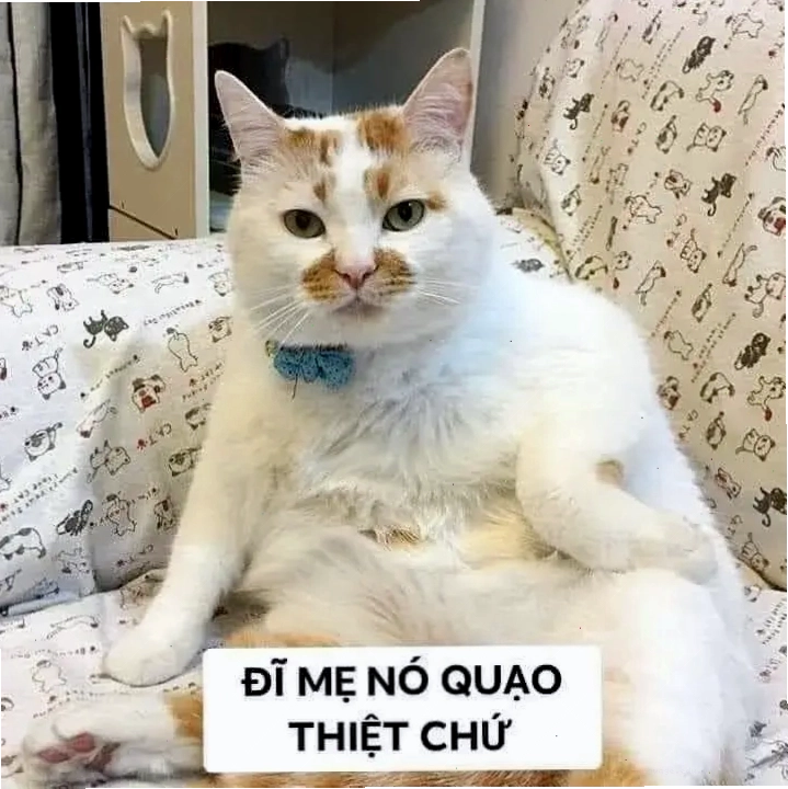 Meme mèo phán xét với ánh mắt lạnh lùng buồn cười