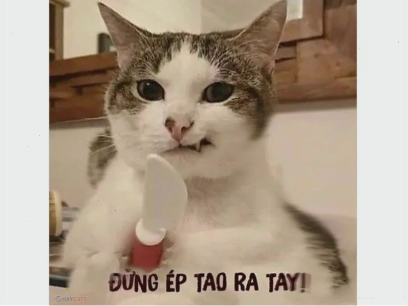 Meme mèo Tom cười lòi hàm răng, biểu cảm phấn khích