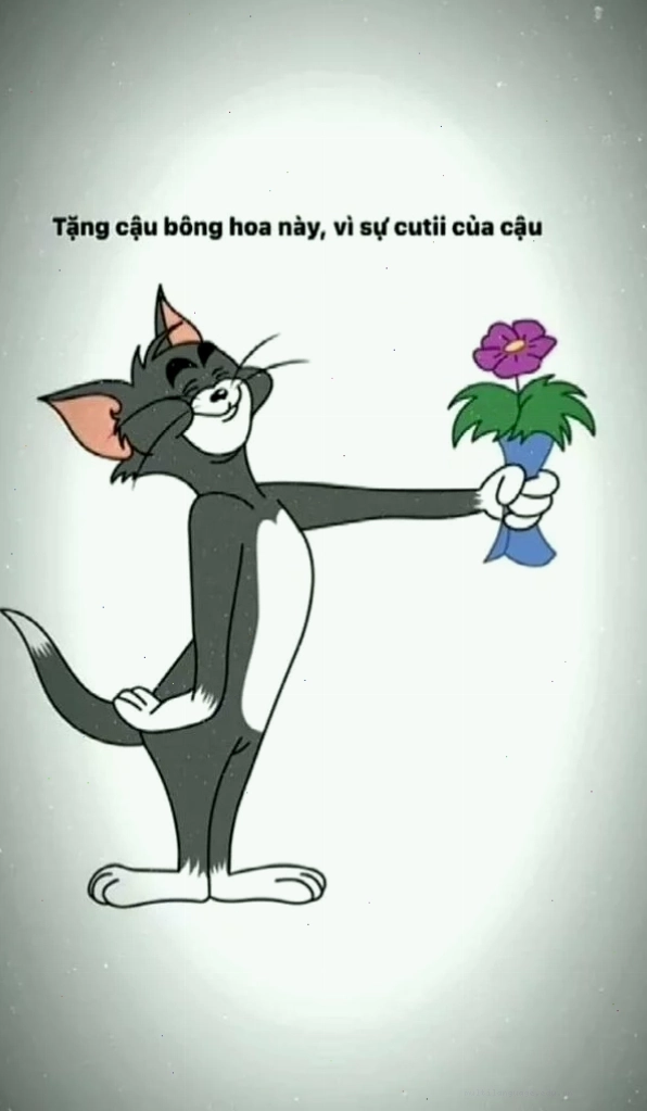Meme mèo Tom đang tặng hoa với biểu cảm hài hước