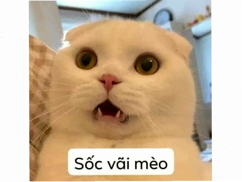 Meme mèo với ánh mắt liếc sang bên