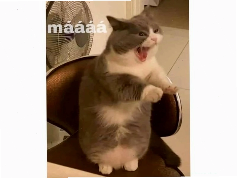 Meme mèo với biểu cảm bất lực