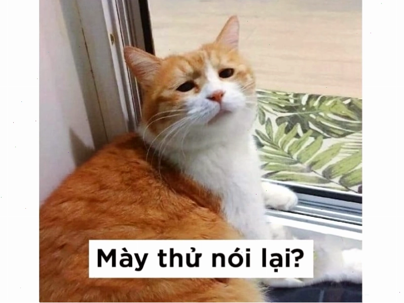 Meme mèo với biểu cảm "đắc thắng"