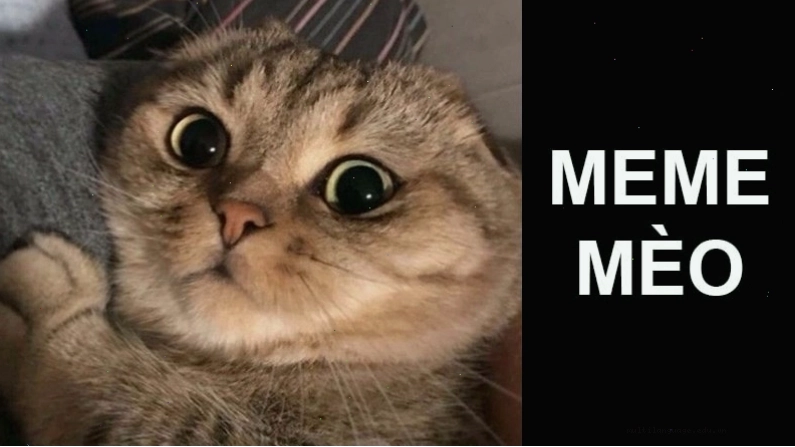 Meme mèo với biểu cảm đỏ mặt và hai tay che mặt