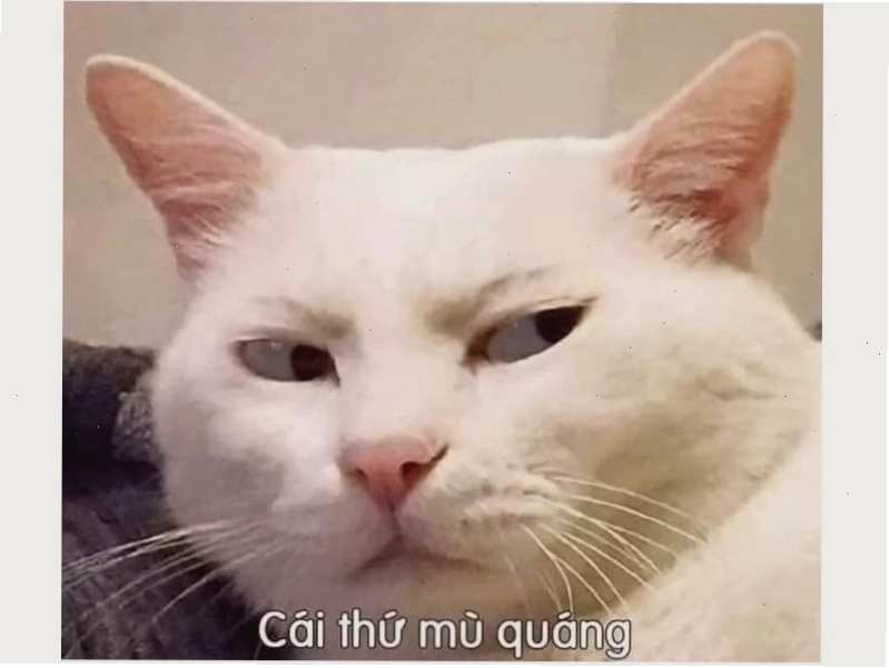 Meme mèo với biểu cảm ngơ ngác