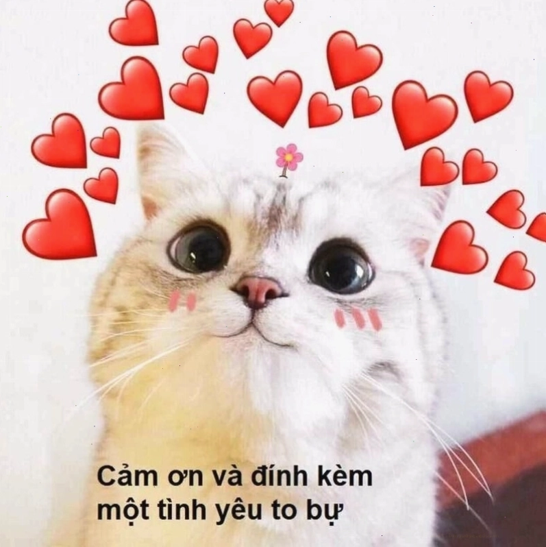 Meme tình yêu với cặp đôi sóc dễ thương