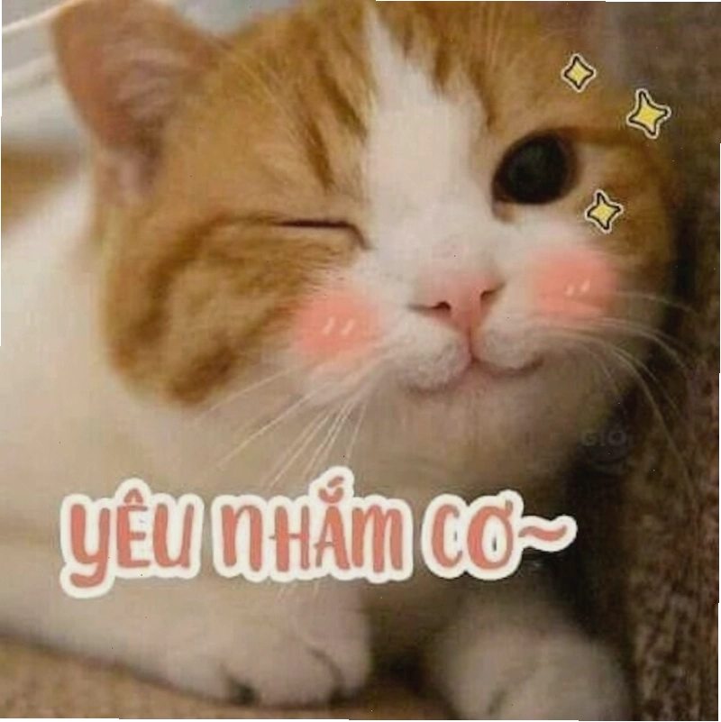 Meme tình yêu với hình ảnh chim cánh cụt ấm áp