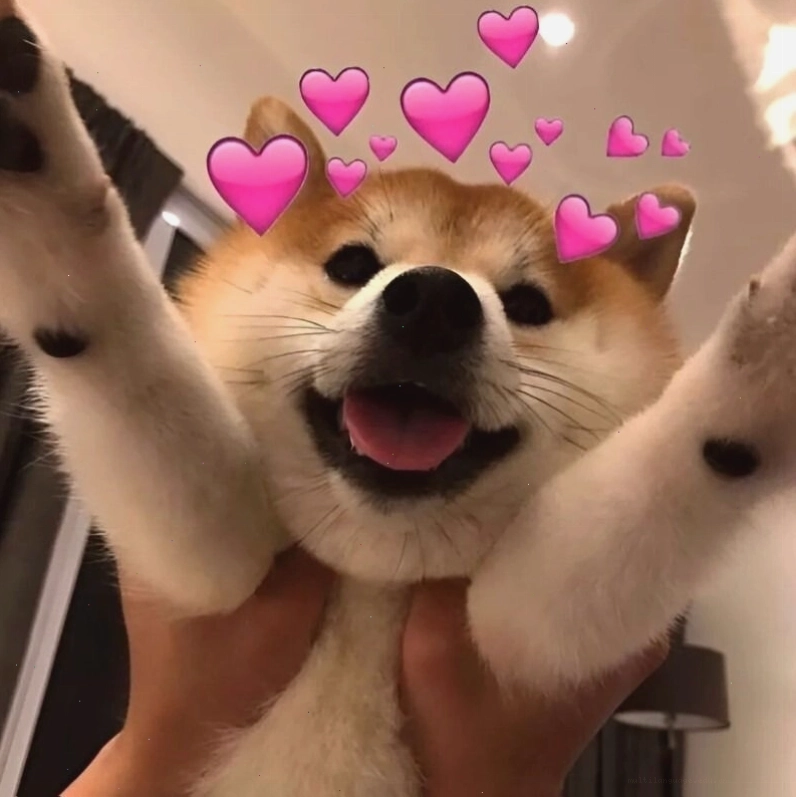 Meme tình yêu với hình ảnh chú mèo đáng yêu thể hiện sự mong chờ