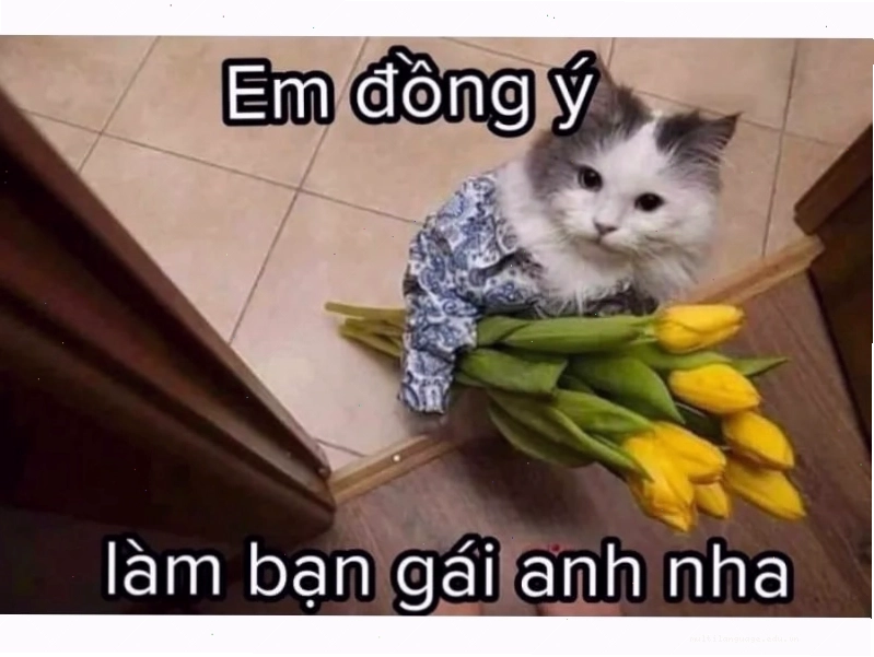 Mèo bựa đang có âm mưu gì đó