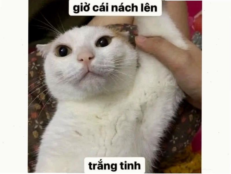 Mèo bựa đang cố gắng làm điều gì đó