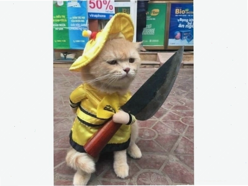 Mèo bựa ngồi một mình suy tư