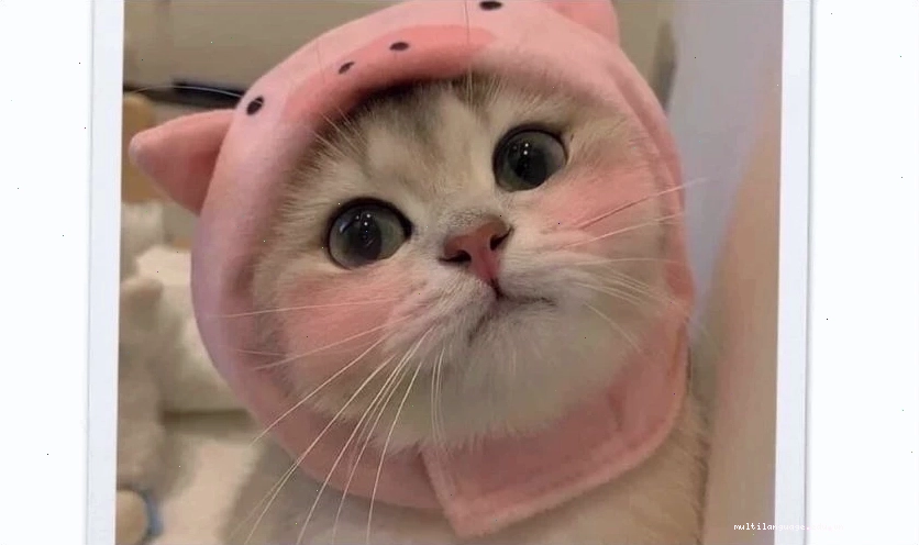 Mèo cute đáng yêu