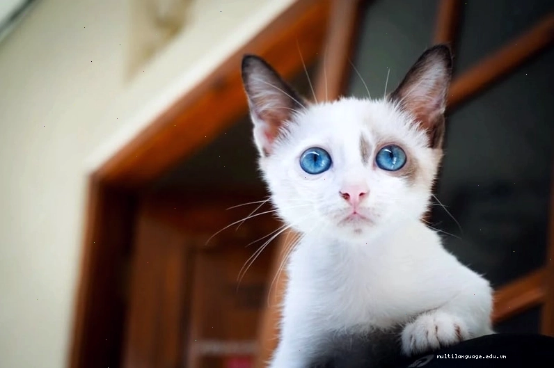 Mèo Maine Coon với kích thước lớn và bộ lông dày mượt