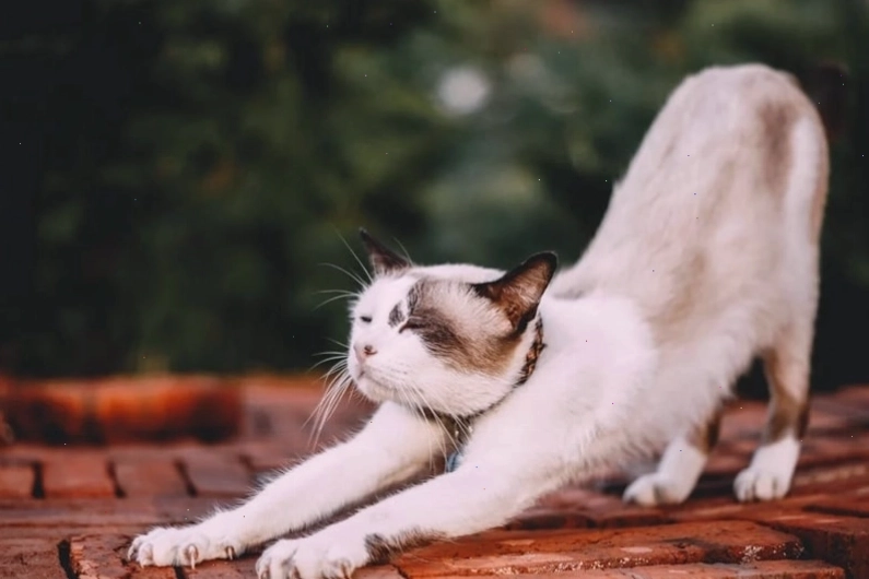 Mèo Munchkin với đôi chân ngắn đáng yêu đang ngồi trên thảm