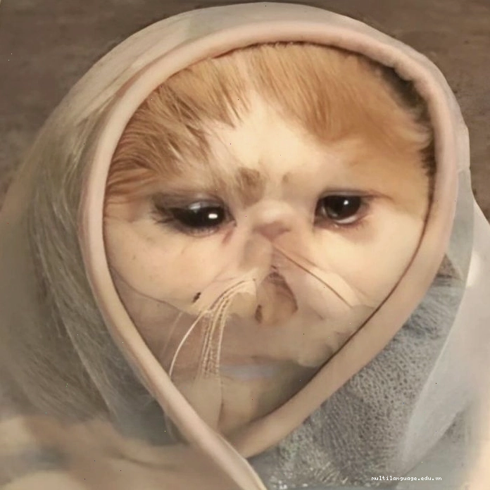 Mèo với biểu cảm ngộ nghĩnh