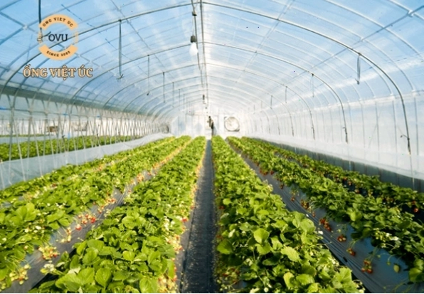 Minh họa một khu vườn trồng cây trong nhà kính