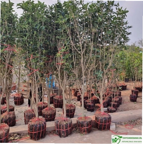 Mộc hương ta với hoa vàng rực rỡ