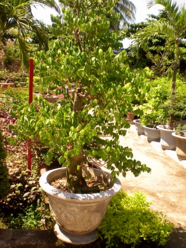 Một cây khế cảnh với dáng thế tự nhiên, tràn đầy sức sống