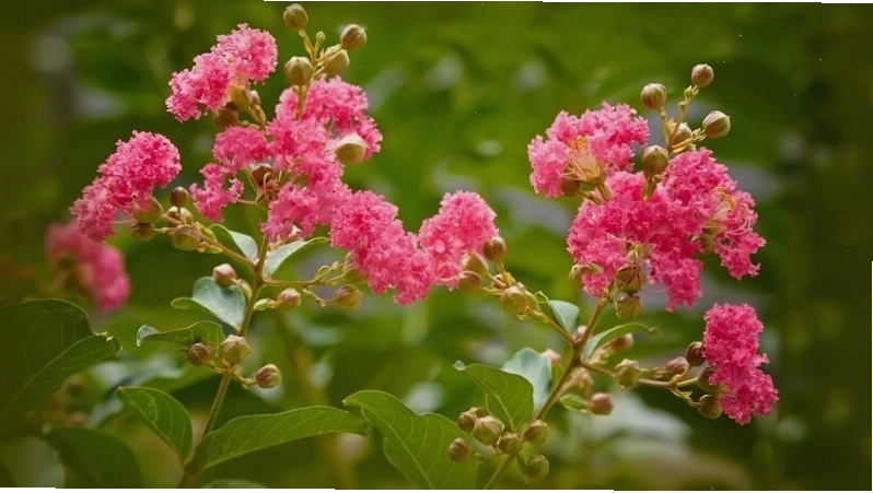 Một số bệnh thường gặp trên cây hoa tử vi