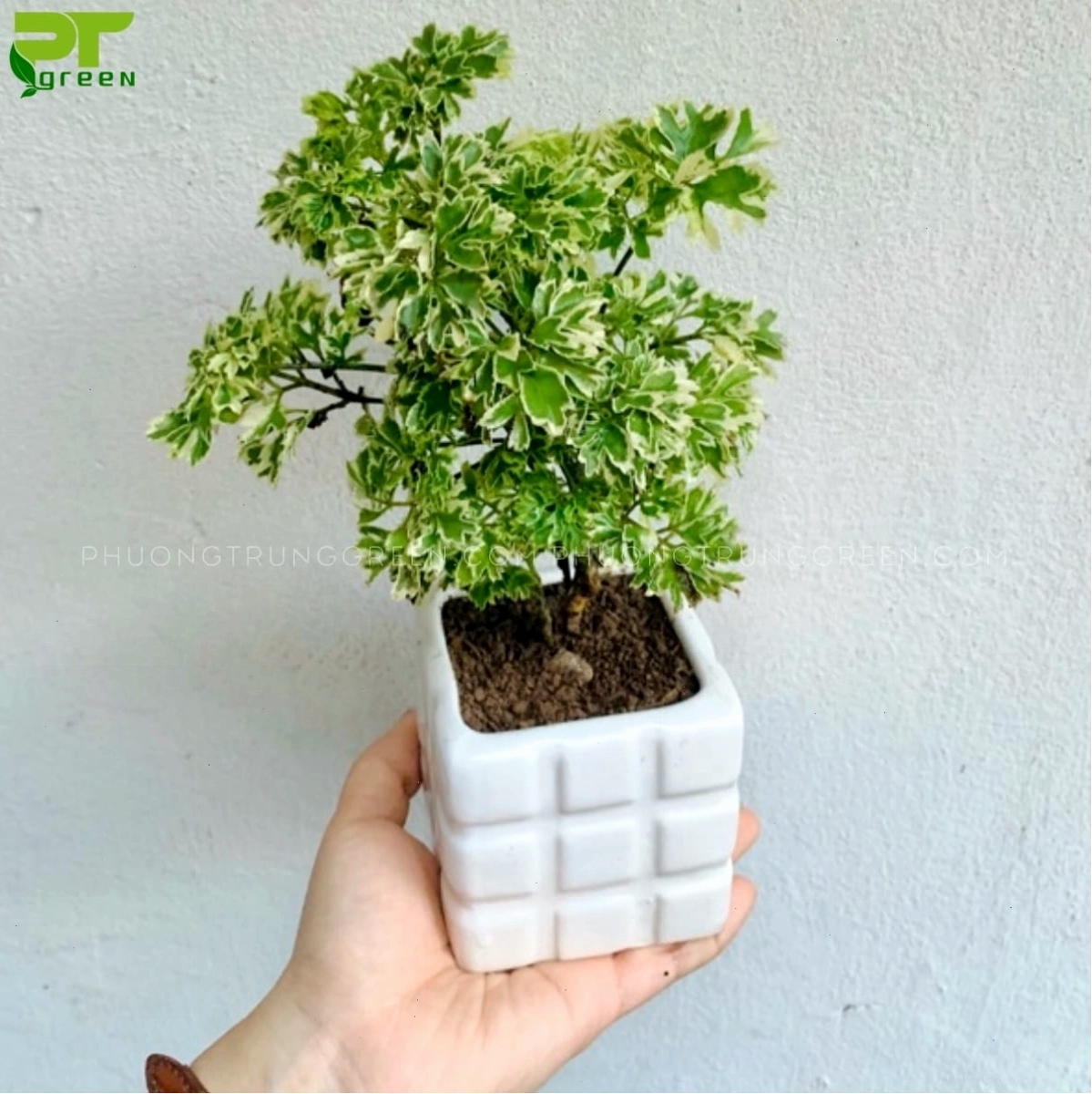 Mua cây đinh lăng cẩm thạch ở đâu uy tín
