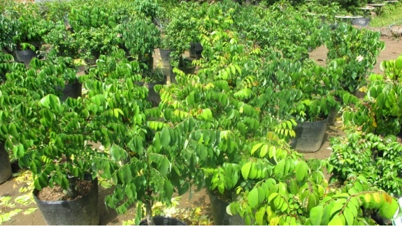 Mua cây khế con trồng sẵn