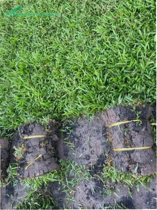 Mua cỏ lá gừng trực tiếp tại vườn ươm