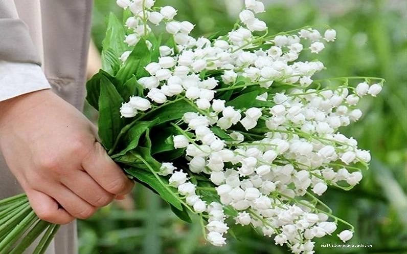Mua hoa Linh Lan ở đâu?