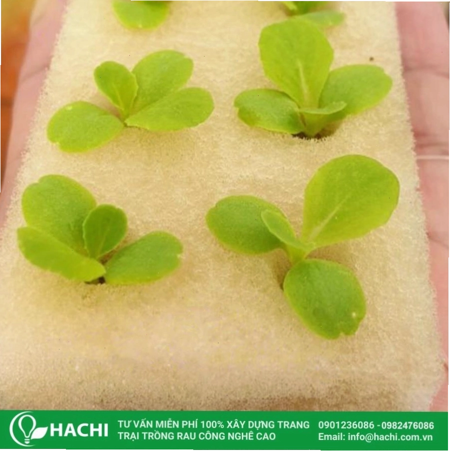 Nên chọn loại mút xốp được thiết kế riêng cho việc ươm hạt