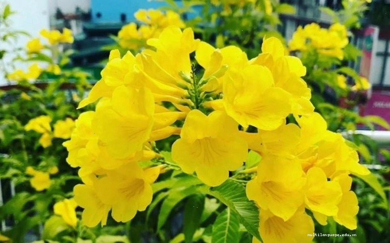 Người làm vườn đang cắt tỉa cành cây hoa chuông vàng