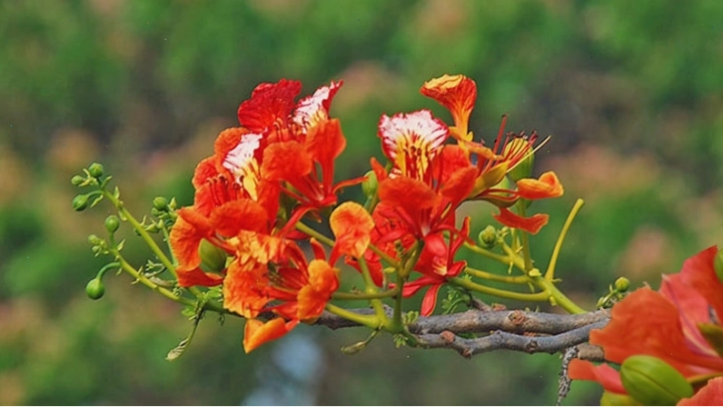 Người làm vườn đang tưới nước và bón phân cho cây phượng