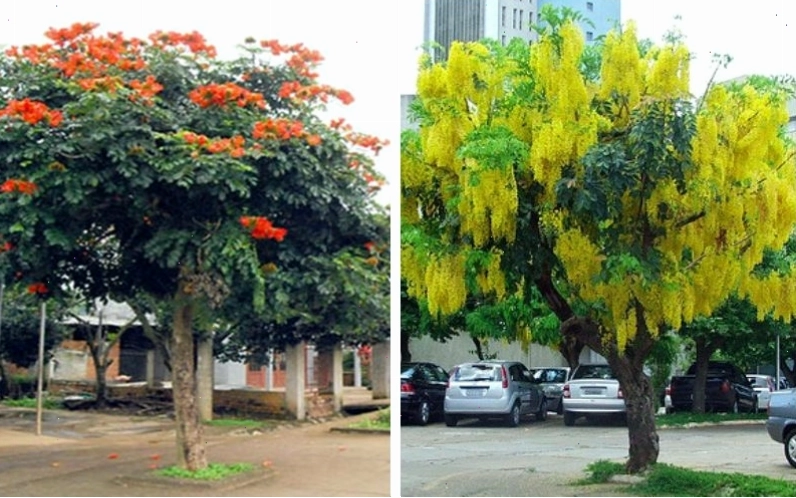 Nguồn gốc và ý nghĩa cây Osaka hoa vàng