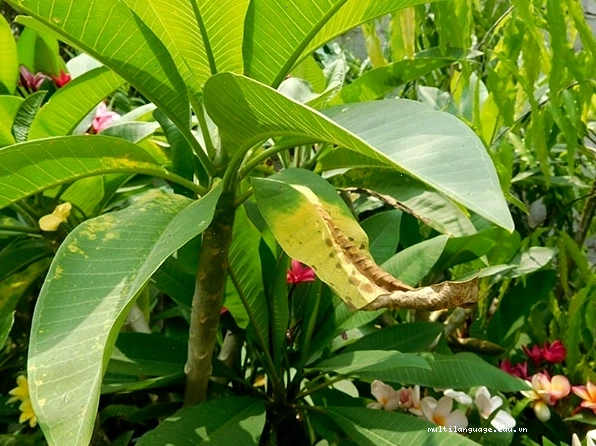 Nguyên nhân gây vàng lá ở cây cảnh