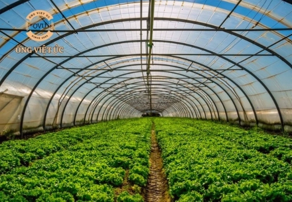 Nhà kính trồng cây giúp cây phát triển quanh năm