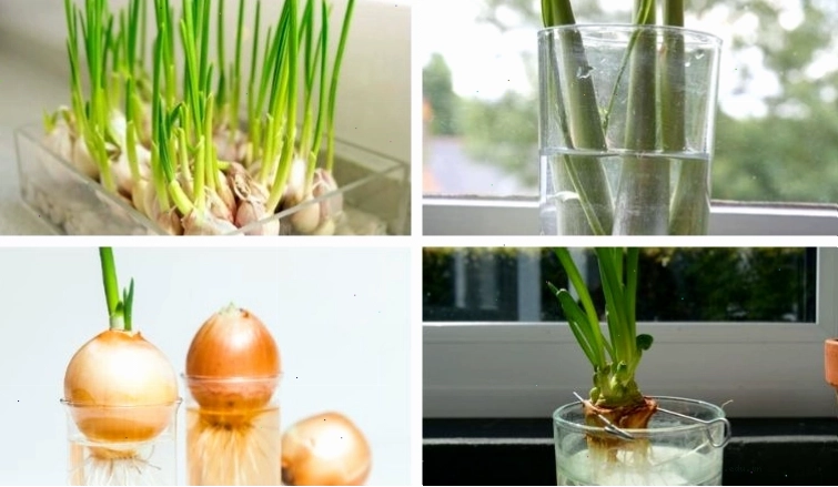 Nhiều loại rau gia vị có thể trồng đơn giản tại nhà