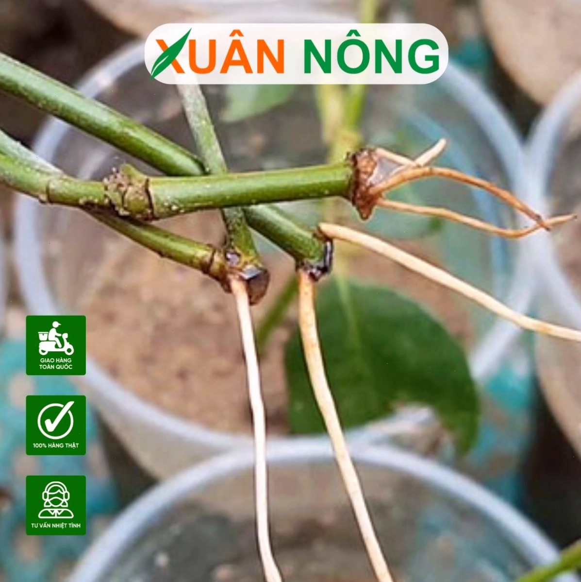 Nhiều loại thuốc kích rễ khác nhau có mặt trên thị trường