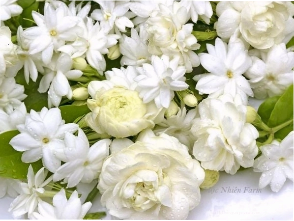 Những đóa hoa nhài ta màu trắng tinh khôi