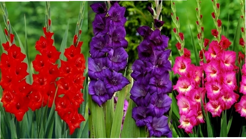 Nơi mua hoa lay ơn và giá tham khảo