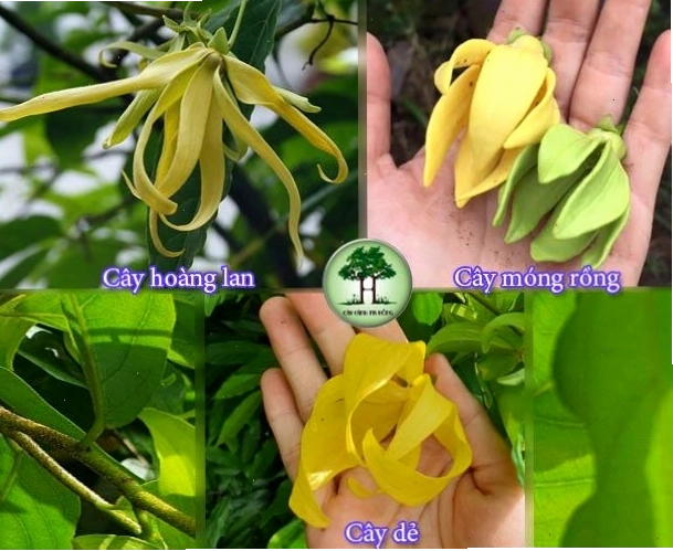 Phân biệt cây hoa móng rồng với hoa hoàng lan và hoa dẻ