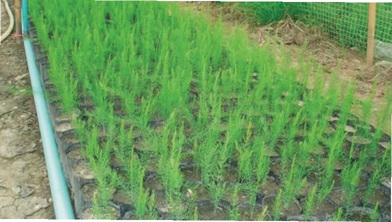 Phòng ngừa sâu bệnh cho cây