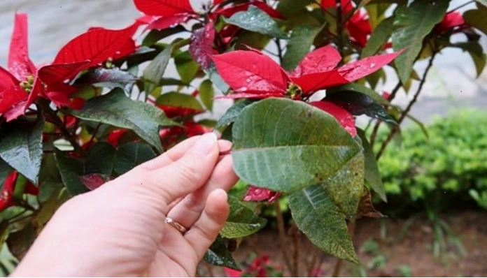 Phòng trừ sâu bệnh cho cây trạng nguyên