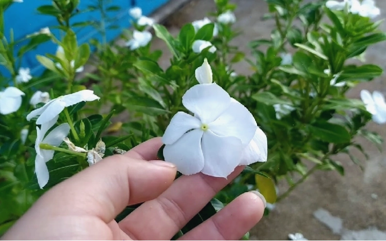 Phụ nữ mang thai và cho con bú cần thận trọng khi sử dụng hoa dừa cạn