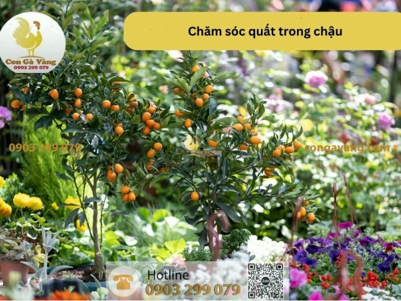 Phun thuốc phòng trừ sâu bệnh hại cho cây quất trồng trong chậu
