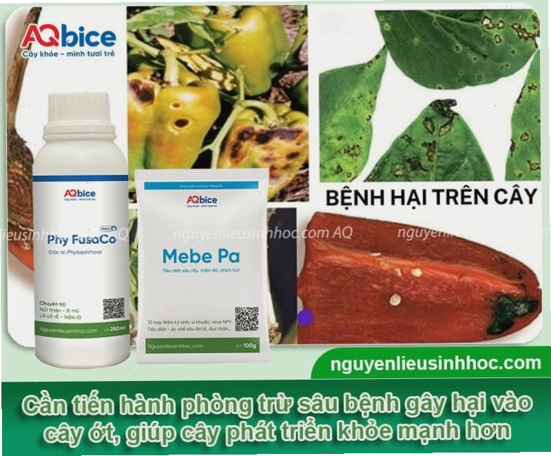 Phun thuốc phòng trừ sâu bệnh hại trên cây ớt chuông