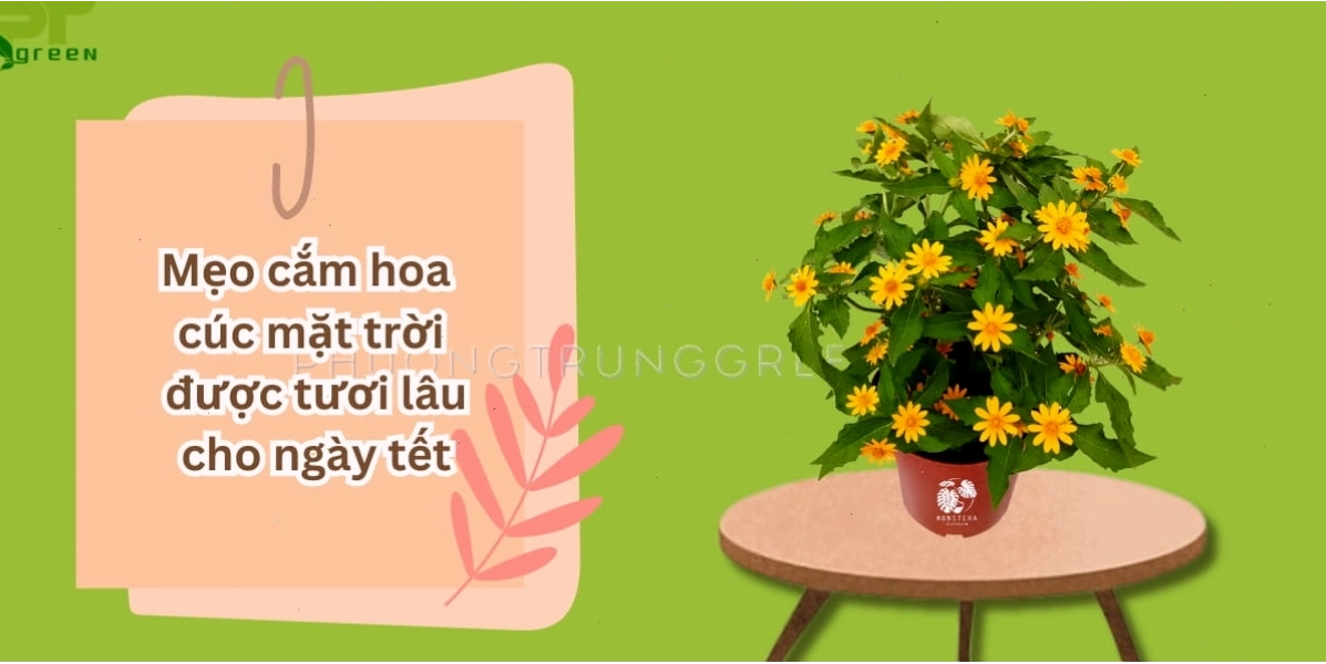 Phương pháp cắm hoa cúc mặt trời tươi lâu