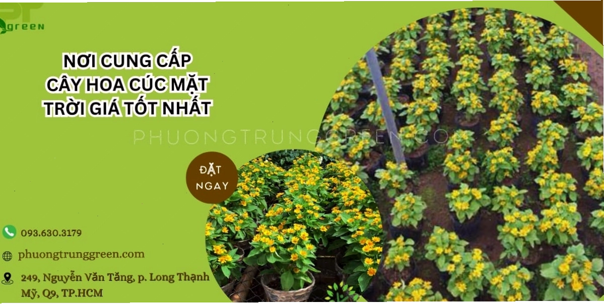 Phương Trung Green cung cấp cây hoa cúc mặt trời giá tốt