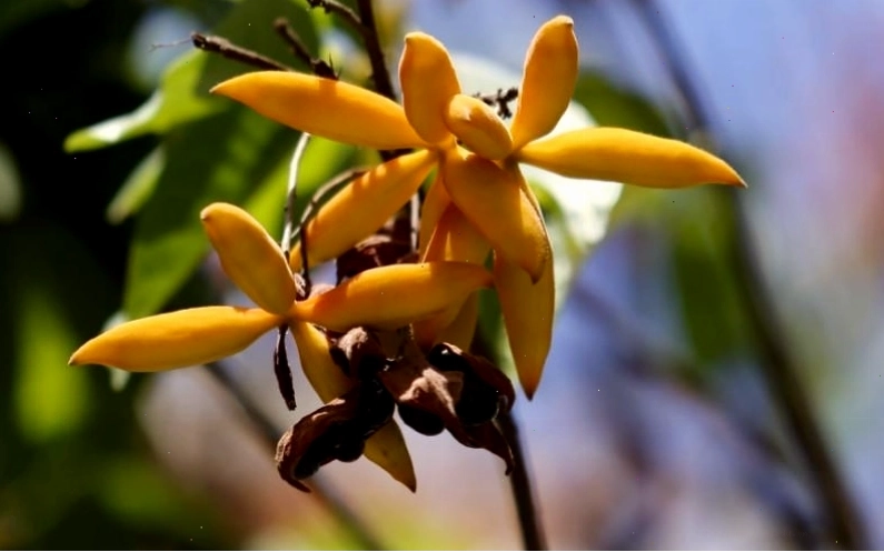 Quả cây sang chuyển màu từ xanh sang đỏ khi chín